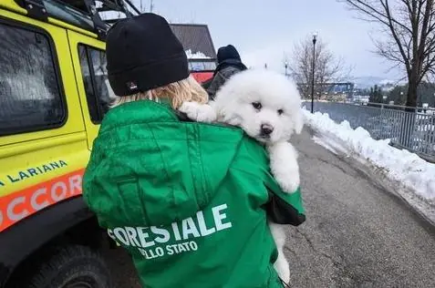 Hotel Rigopiano, trovati vivi i tre cuccioli di Lupo e Nuvola